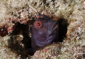 This image of a Blenny was taken at Blue Heron Bridge. Gr... by Steven Anderson 